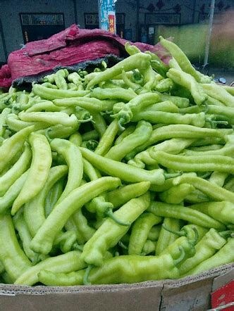 钦州 黄皮辣椒