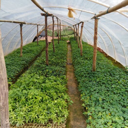 灵山县红心木瓜苗 广西灵山具武利镇