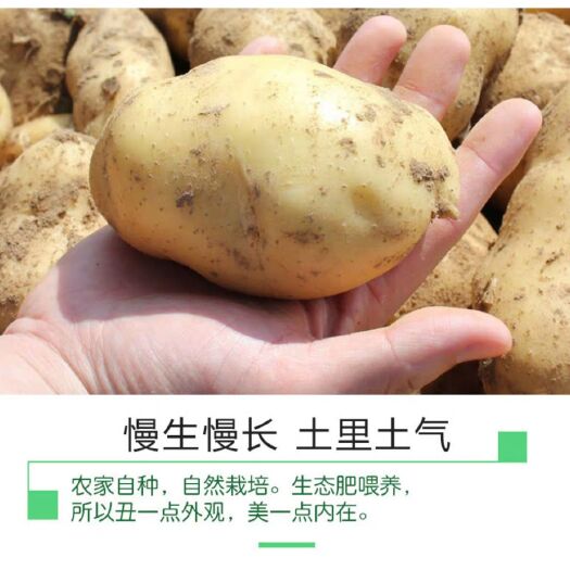 莱西市 2019年新土豆荷兰15号自家种植1000斤起批