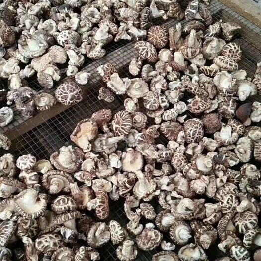 南漳县 正宗香菇木耳土特产