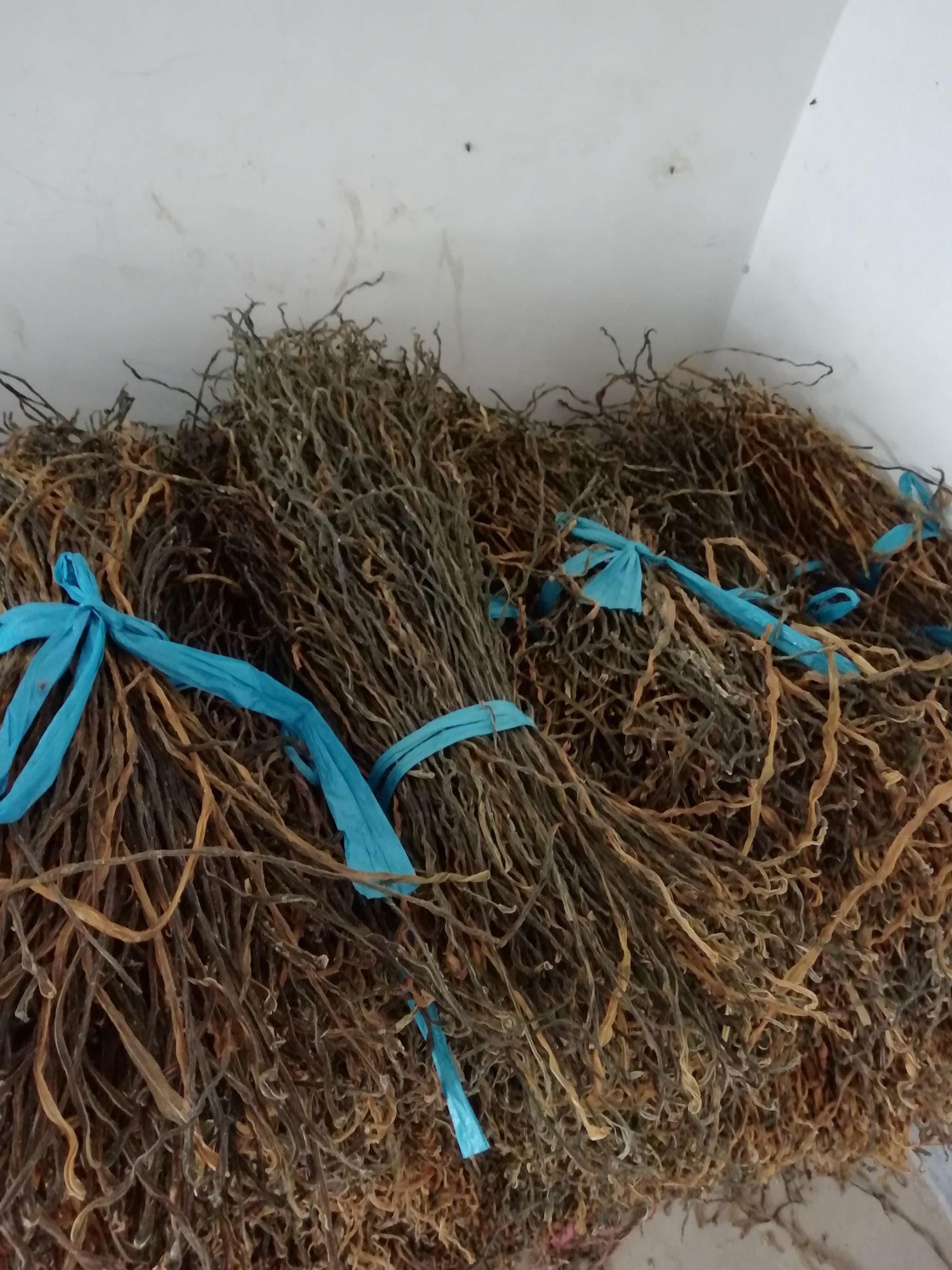 干豆角 6-12个月