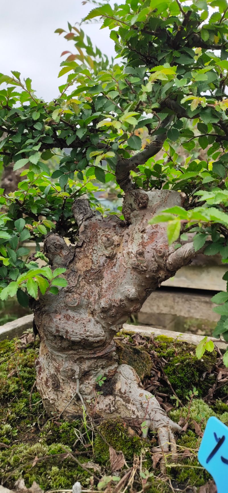 造型榆樹 精品榆樹高提根老樁盆景