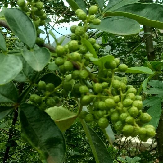宁南县 优质青花椒
