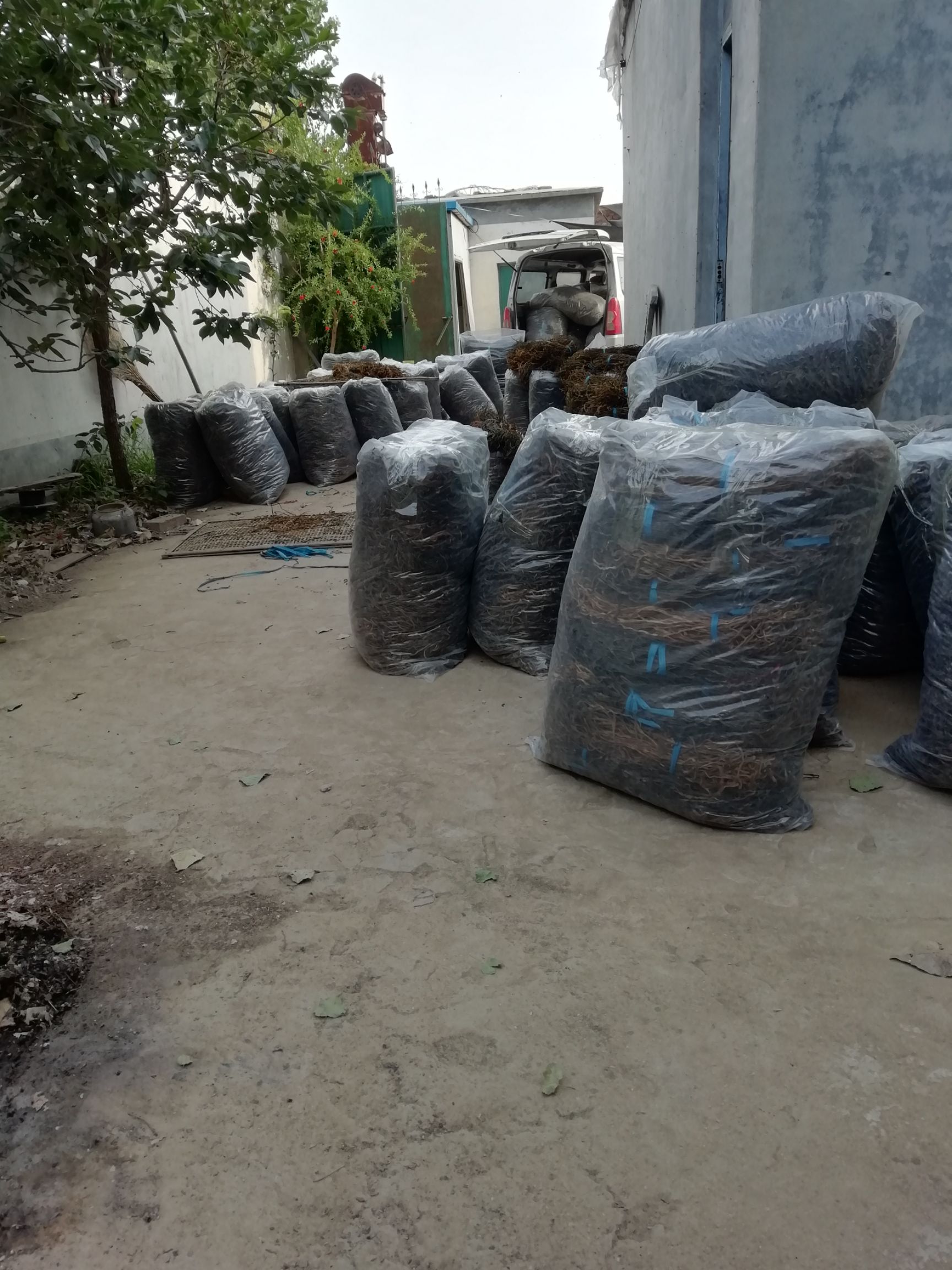 干豆角 6-12个月