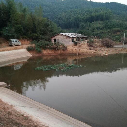 株洲 青脚土鸡，全散养