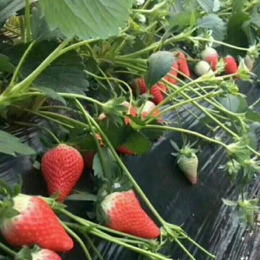 泰安 草莓苗种植基地，热销多品种草莓苗，品种纯正 欢迎选购