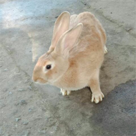 [比利时野兔批发] 兔子大型活体野兔比利时小兔