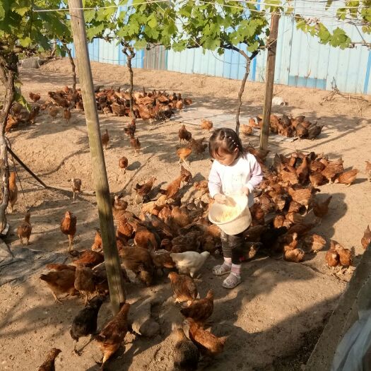 江阴市 散养草鸡，可批发零售，附近送货上门