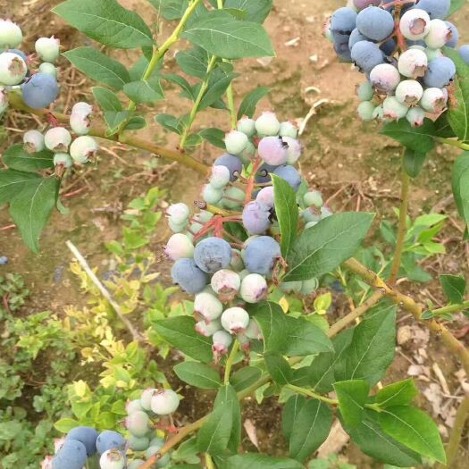 泰安本基地出售蓝莓苗，品种齐全量大优惠，