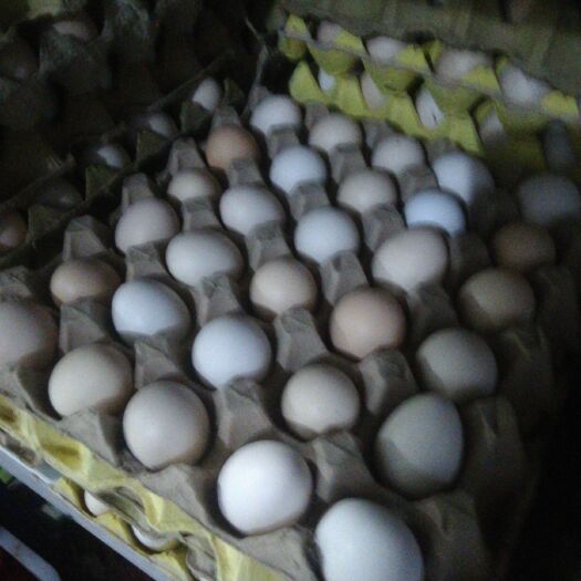 长垣市 新鲜的柴鸡蛋🥚0.6元每个