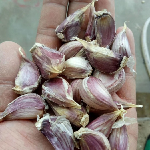 丰县红皮蒜  四川正月早 红根蒜苗种