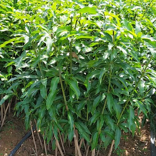 东方市金煌芒果苗