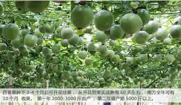 灵山县 台农百香果苗
