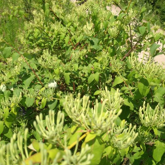 通江县 农家自产山银花