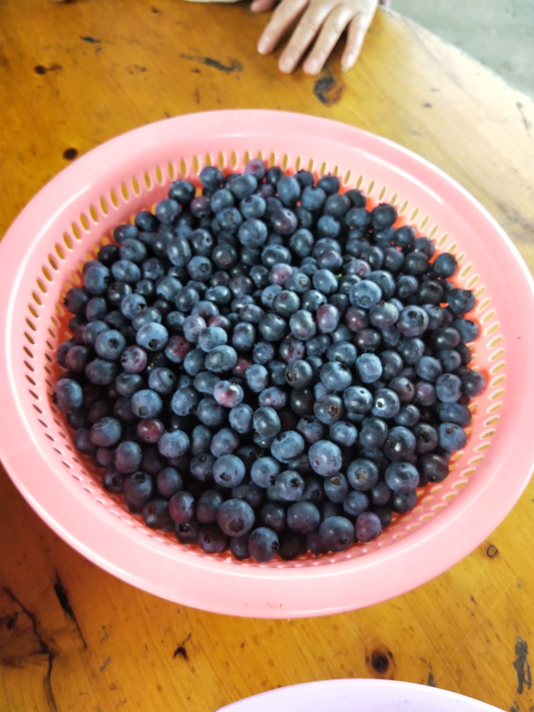 兔眼蓝莓 高山有机鲜果