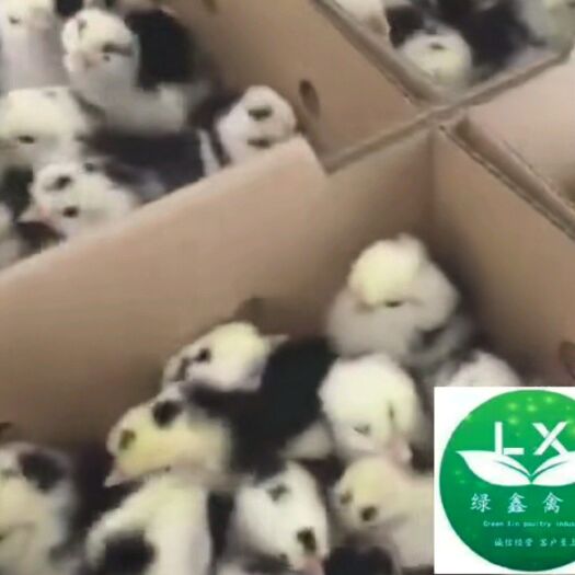 新邵县贵妃鸡鸡苗 统货 贵妃鸡苗