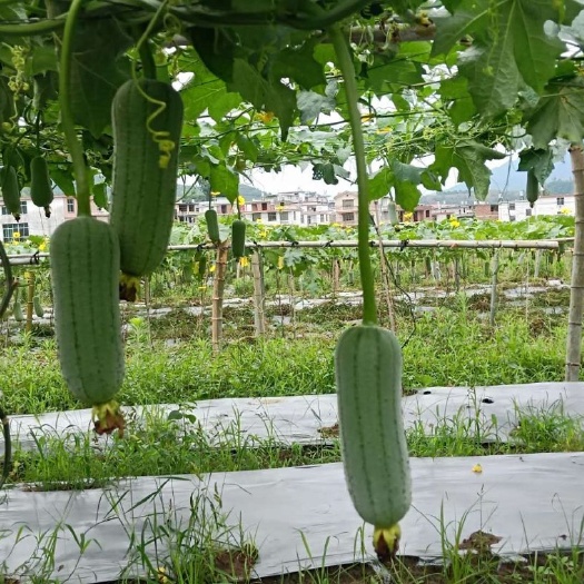 连城县鲜花丝瓜 一手货源，价格合理，大量出货。
欢迎广大新老客户提前预订！
