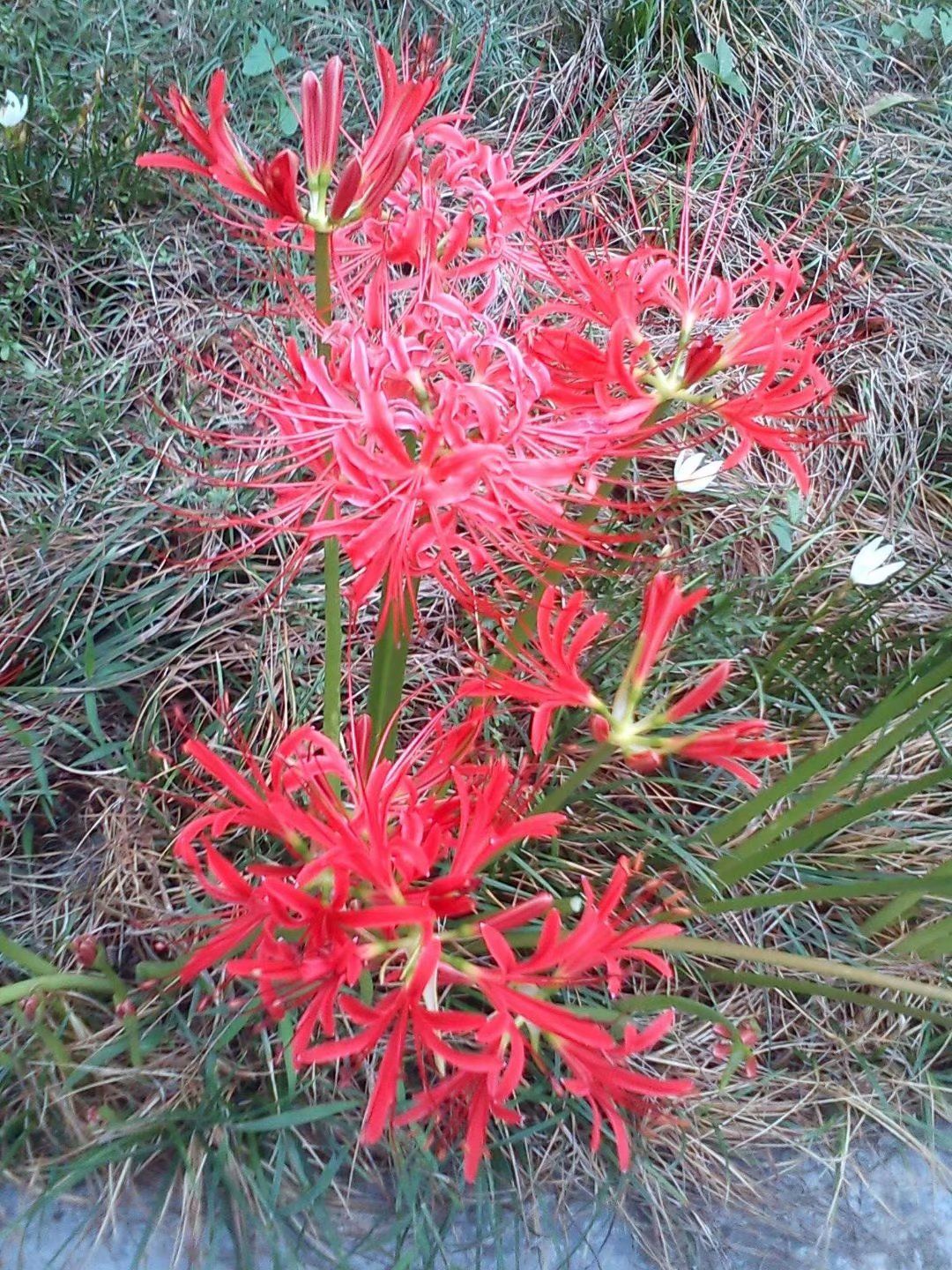 彼岸花种子 大红色彼岸花 野生大红色曼珠沙华彼岸花盆栽