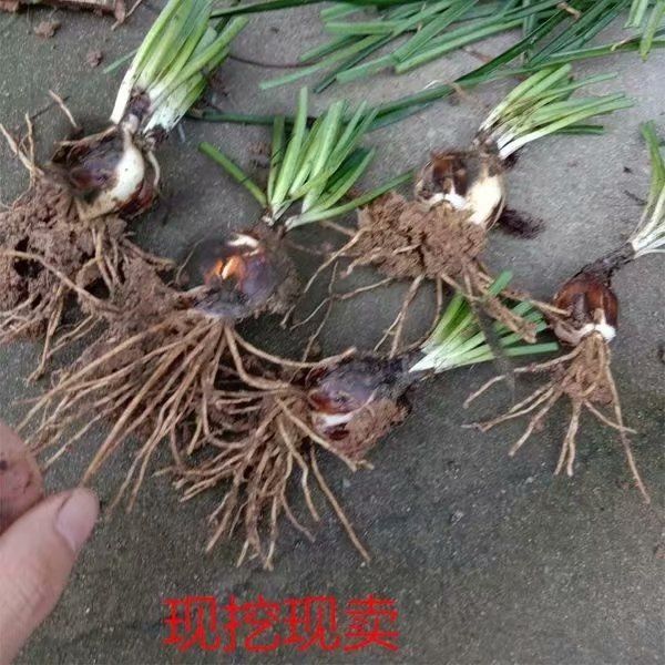 彼岸花种子 大红色彼岸花 野生大红色曼珠沙华彼岸花盆栽