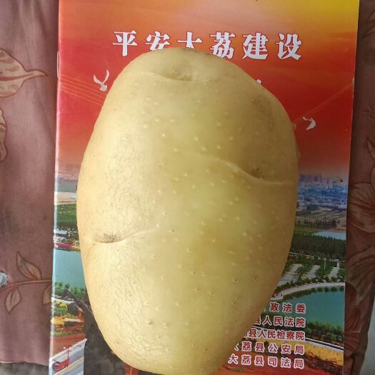 大荔县荷兰806马铃薯 沙子地荷兰806皮色鲜亮，个大均匀，干快联系