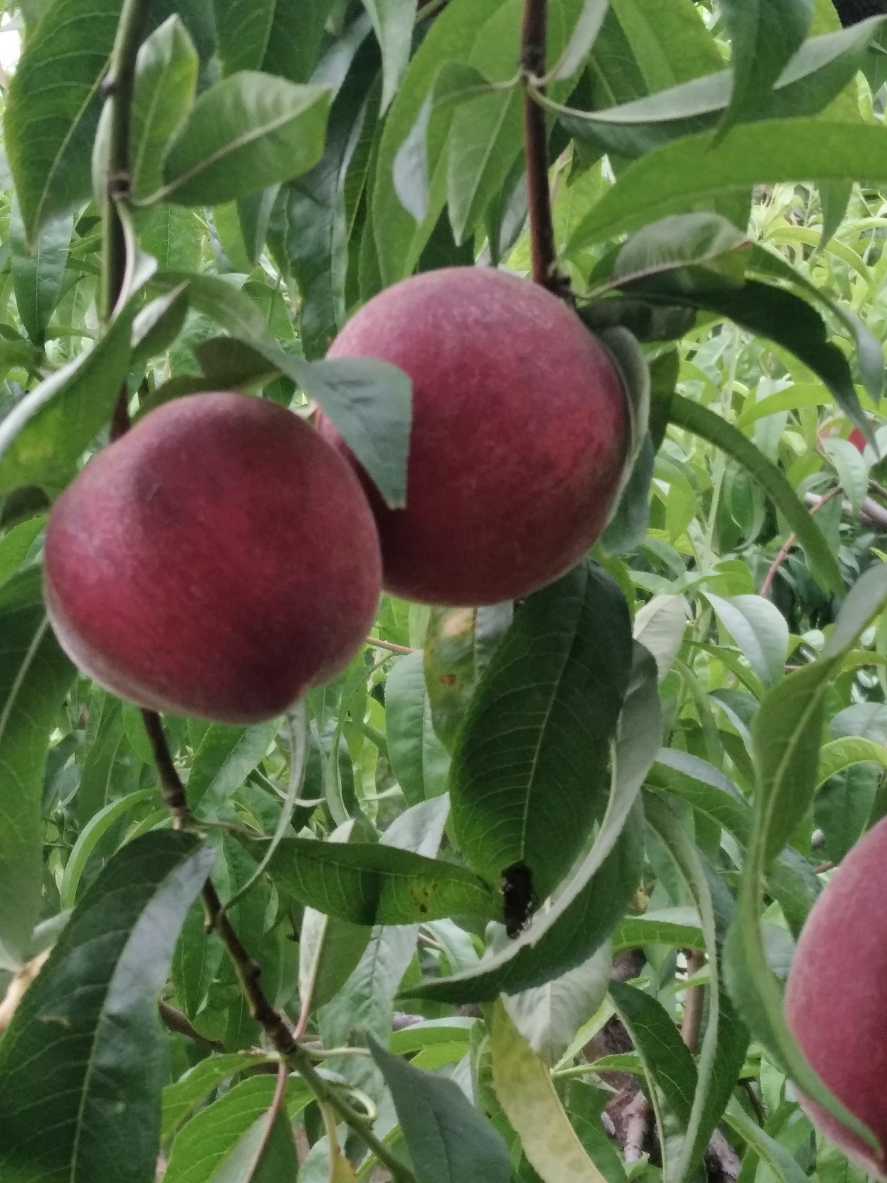 白桃 批发桃子，现在供应。