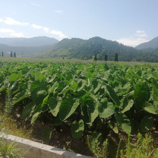 松溪县白芋  精品白牙毛芋