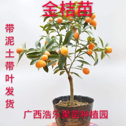 灵山县 金桔树苗果树苗脆皮金桔苗金桔树苗脆皮金桔树苗可盆栽脆皮金桔