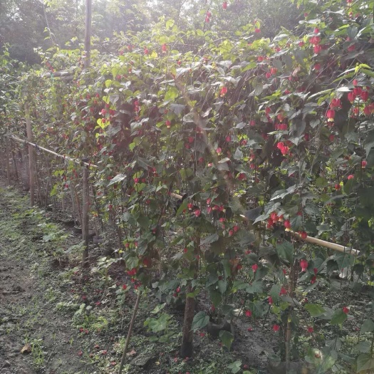 成都红花风铃木 蔓性风铃花