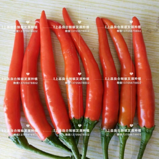 颍上县 艳红（小米椒）上千亩，线椒已上市，欢迎光临指导