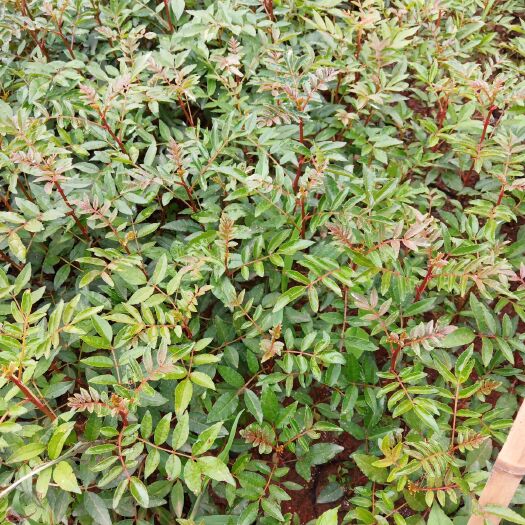 昭通 花椒苗
