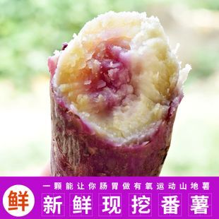 化州市一点红红薯 粤西番薯产地供应链