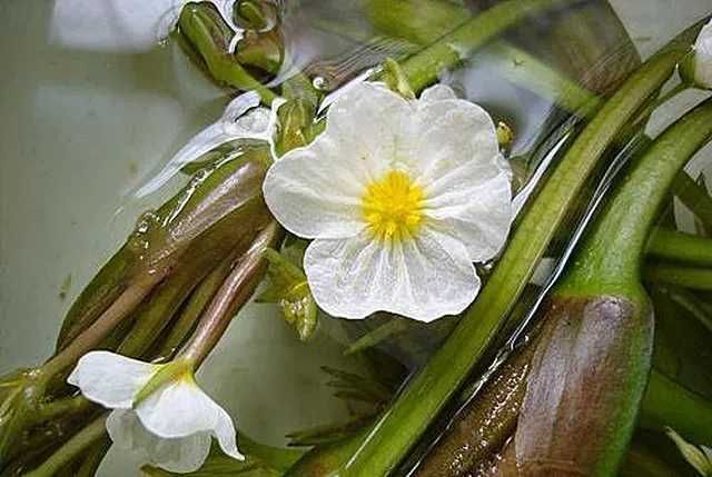 南海海白菜 新鲜大理海菜花云南菜大理特产洱海海菜水性杨花