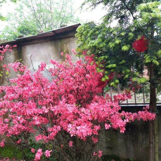 全州县 出售国旗红，杜鹃