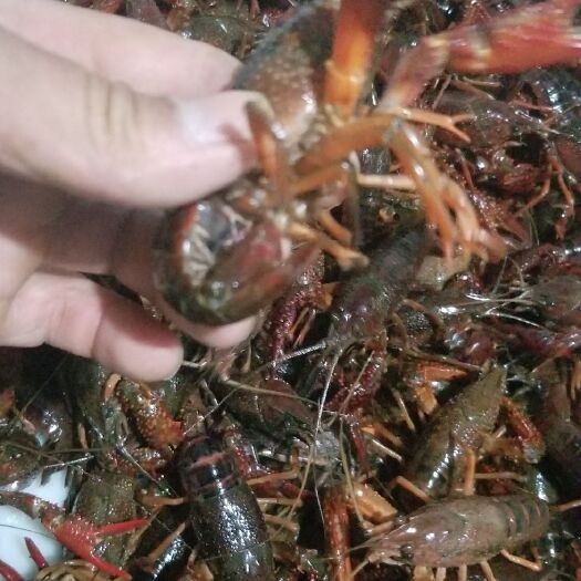 上栗县 出售小龙虾