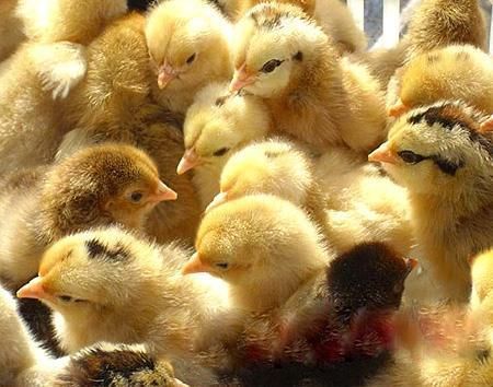  土鸡苗乌鸡苗鸡苗已做防疫包成活