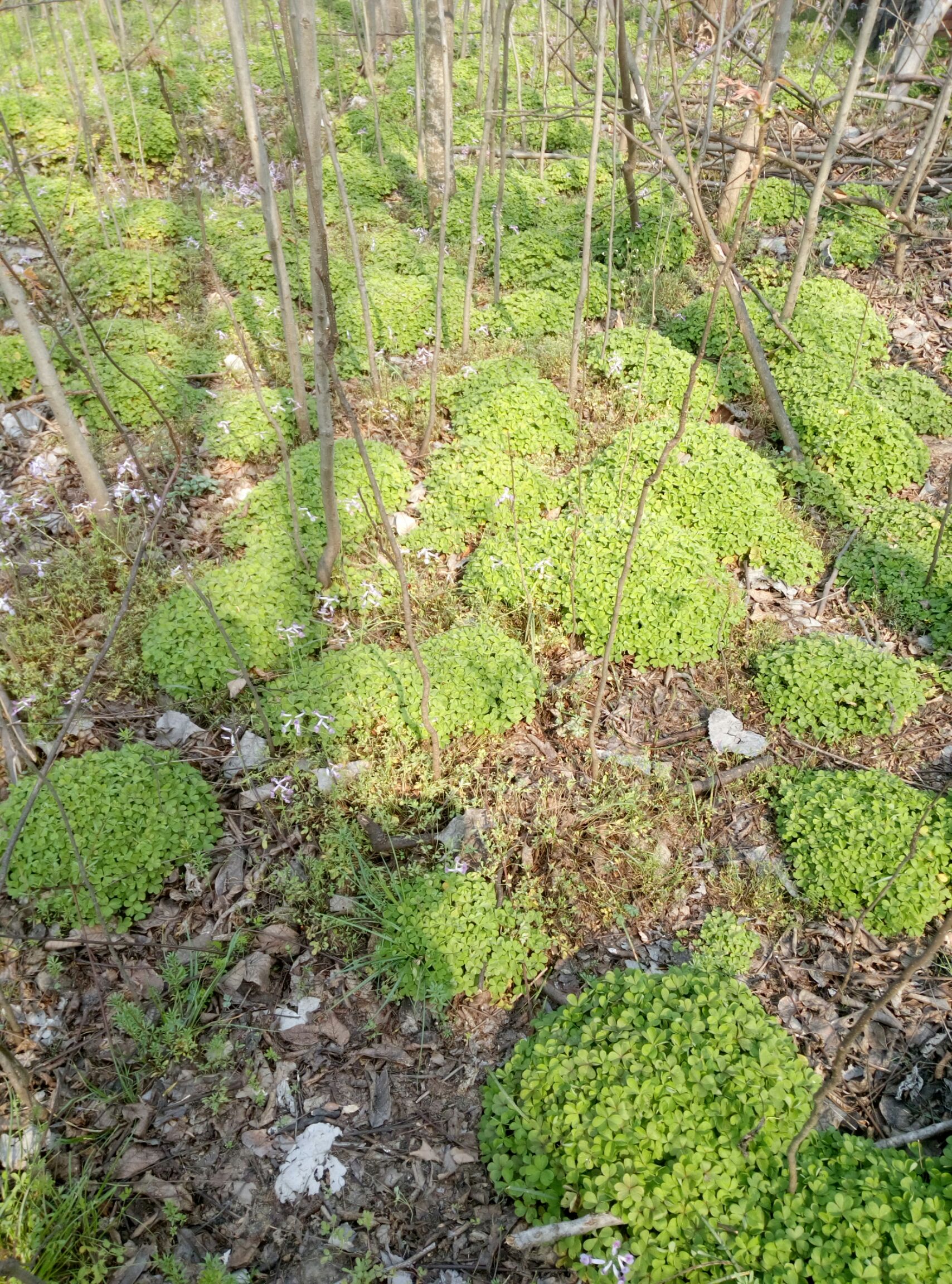 红花酢浆草叶子图片