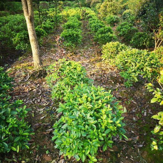 长沙 苗农自家杜鹃球P50左右