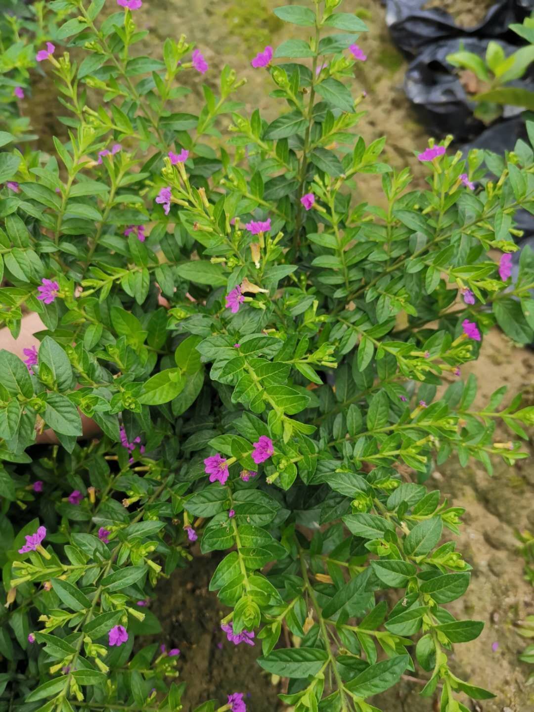 满天星盆景  满天星袋苗盆栽观花绿植满天星花地被植物批发花卉种苗绿化工程