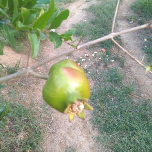 西安 临潼石榴，石榴嘴里的卫生纸是用来走阻止食心虫的