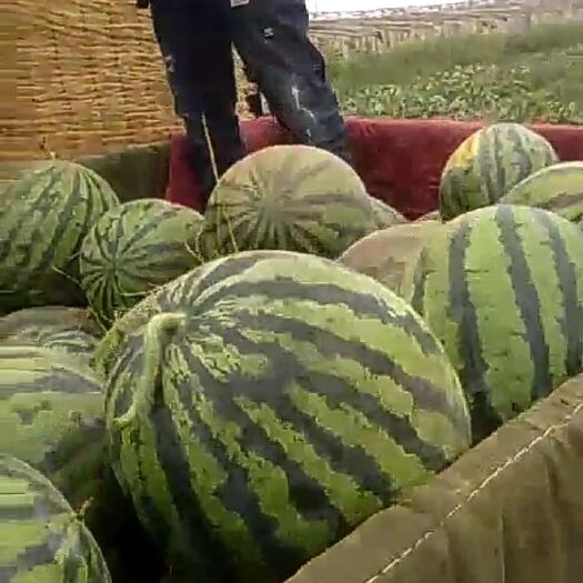 保定京欣西瓜 京新系列