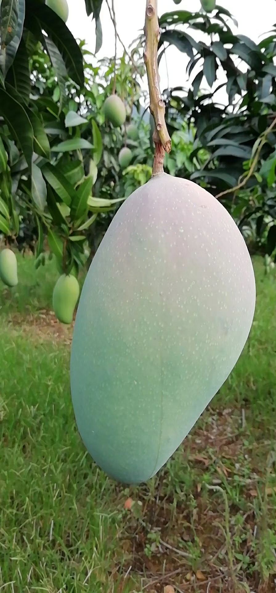 [金煌芒批发]金煌芒价格55元/箱 - 惠农网