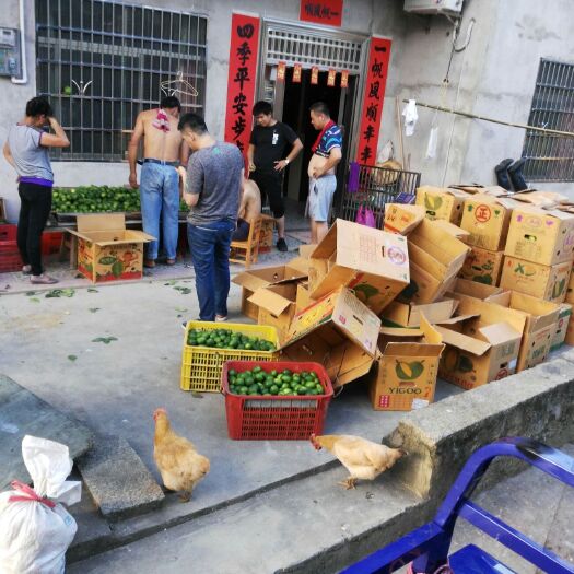 无籽柠檬 薄皮无籽青柠一级果
