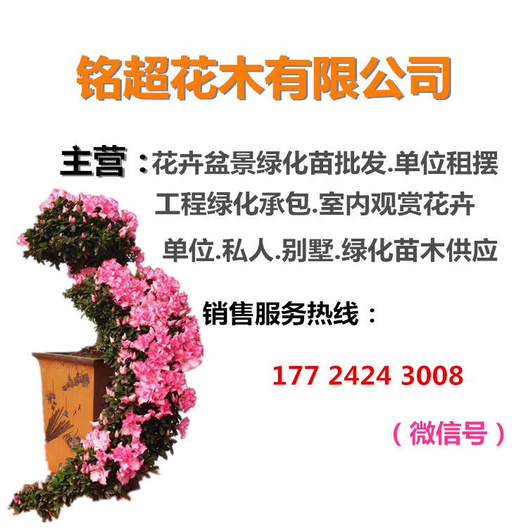 欧月  绿化苗月季花丰花月季花盆栽 大花月季四季开花植物花卉玫瑰花