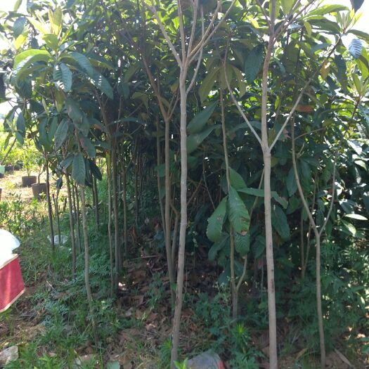 汝州市 枇杷树苗4年苗盆栽，地栽都可，欢迎批购