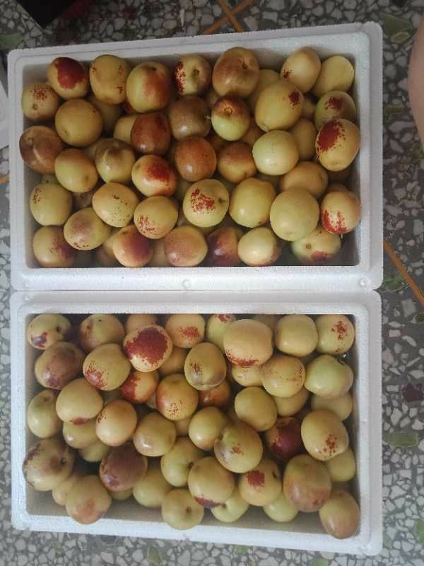 大荔新鲜冬枣皮薄肉厚营养丰富产地直发5斤包邮