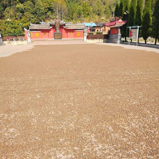 南平野生山茶油