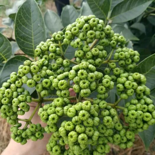 灵山县吴茱萸苗 吴茱萸中花品种