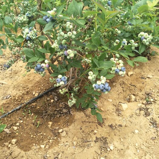 大连北陆蓝莓 12 - 14mm以上 鲜果