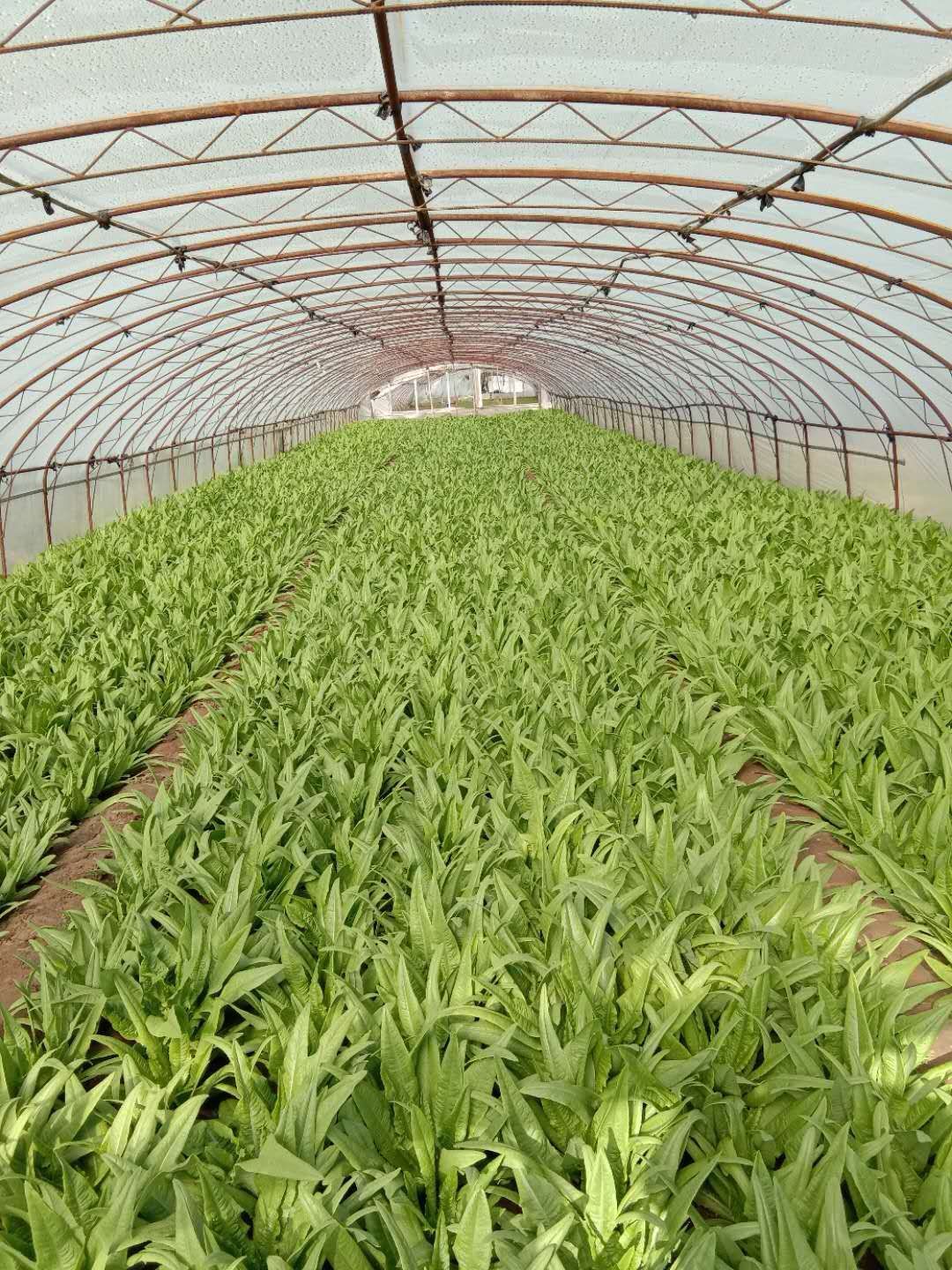 油麦菜种子 芽率高，基本无变异株，菜型及整齐度好，耐抽苔