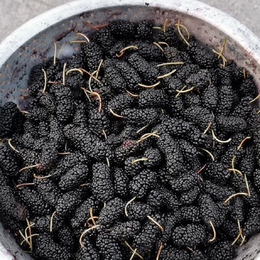 青岛黑珍珠桑葚 桑椹